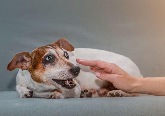 Persona intentando tocar a un perro miedoso